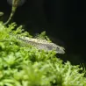 Sewellia Breviventralis - Sewellia Breviventralis