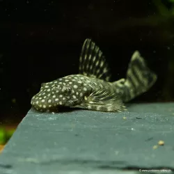 Pesce Gatto Blu Con Antenne - Ancistrus