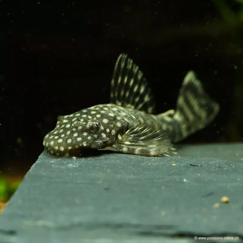 Pesce Gatto Blu Con Antenne - Ancistrus