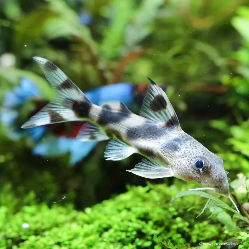 Schmuckflossen-Fiederbartwels - Synodontis Eupterus