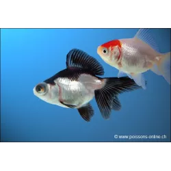 Voile De Chine - Assorted - Carassius Auratus