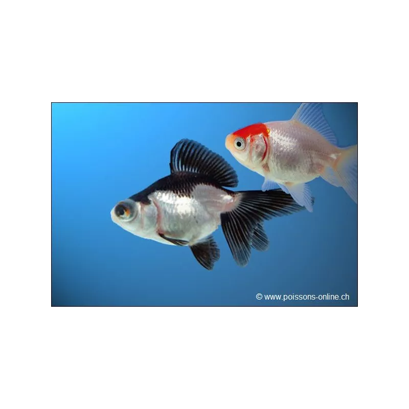 Voile De Chine - Assorted - Carassius Auratus