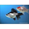 Voile De Chine - Assorted - Carassius Auratus