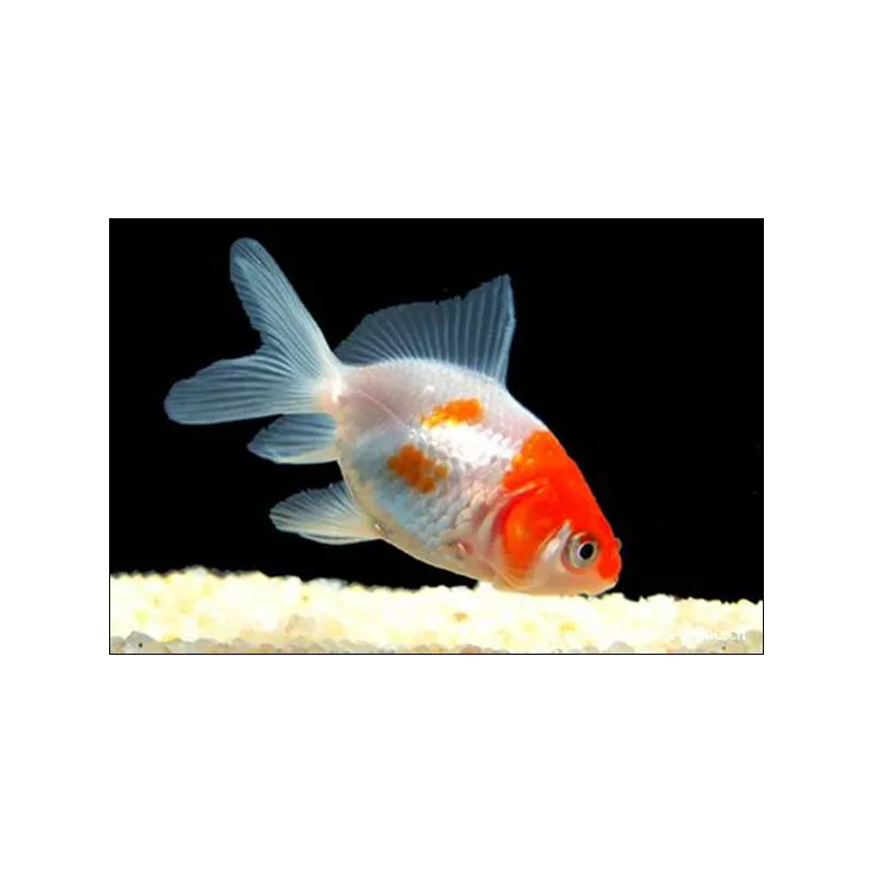 Schleierschwanzgoldfisch - Rot Weiss - Carassius Auratus