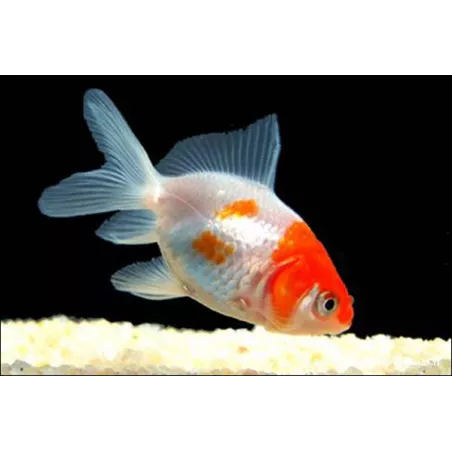 Schleierschwanzgoldfisch - Rot Weiss - Carassius Auratus
