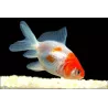Voile De Chine - Rouge Et Blanc - Carassius Auratus