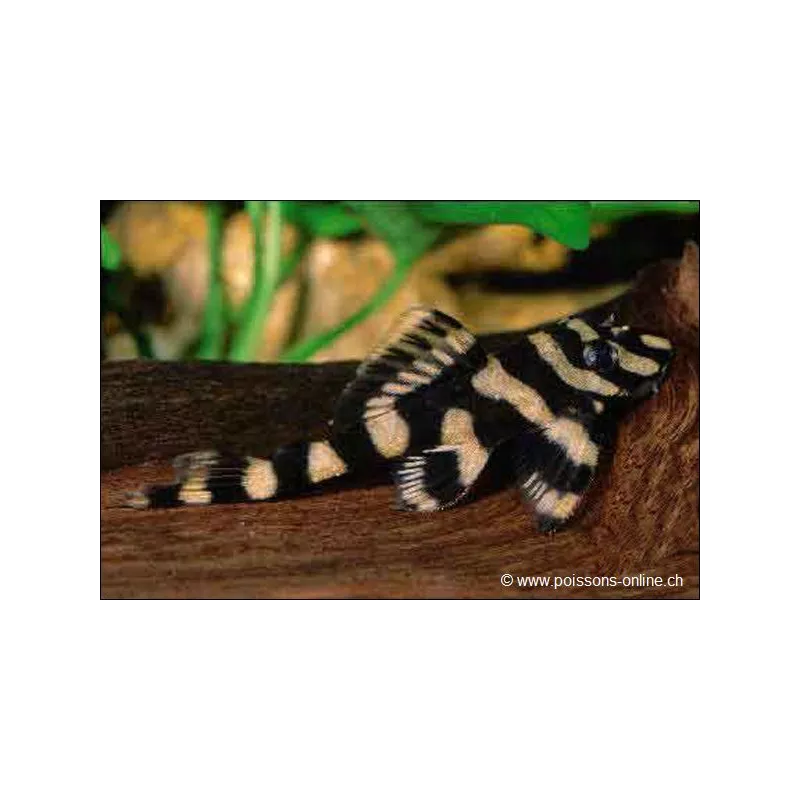 Zonancistrus Pulcher - L168 Zonancistrus Pulcher