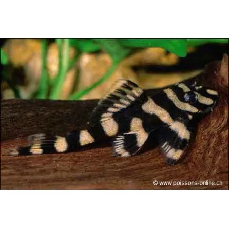 Zonancistrus Pulcher - L168 Zonancistrus Pulcher
