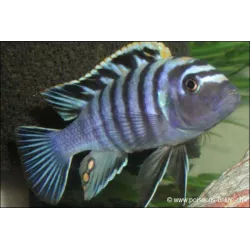 Chromis Afra - Cynotilapia Afra