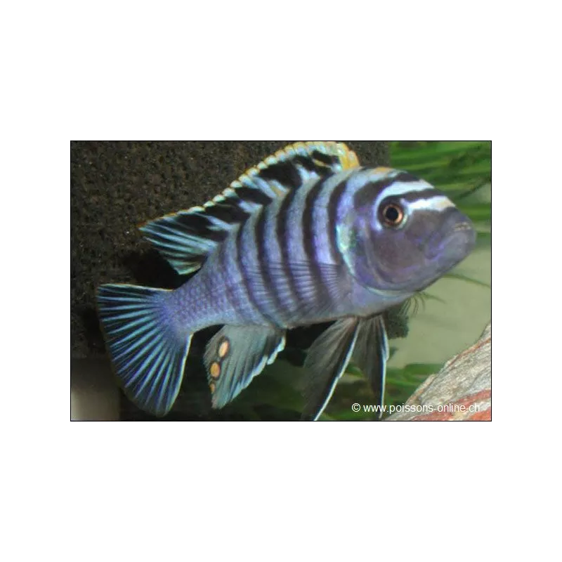 Cynotilapia Afra - Cynotilapia Afra