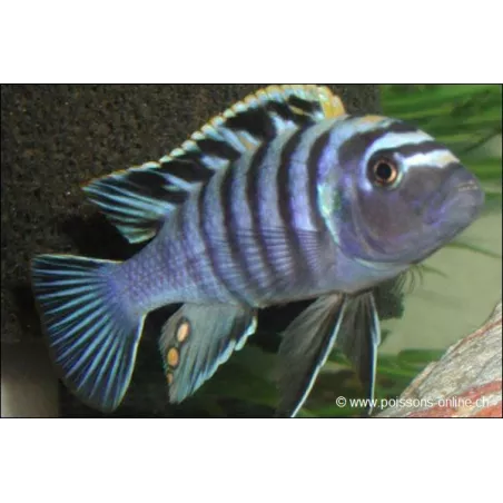 Afra Chromis - Cynotilapia Afra