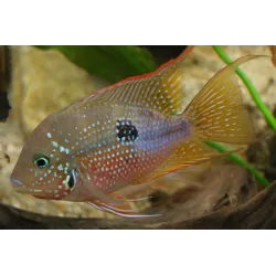 Cichlidé À Gorge Rouge D'Elliot - Thorichthys Ellioti
