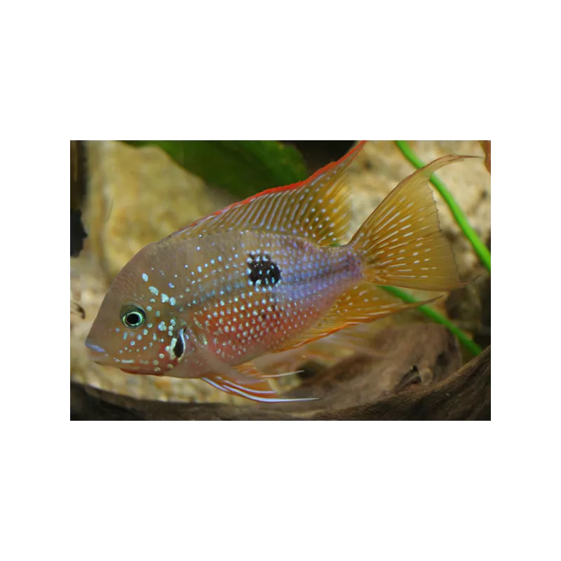 Cichlidé À Gorge Rouge D'Elliot - Thorichthys Ellioti