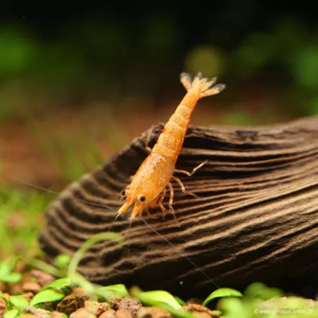Orange Garnele - Neocaridina Propinqua
