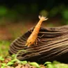 Orange Garnele - Neocaridina Propinqua