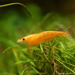 Orange Garnele - Neocaridina Propinqua