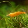 Orange Garnele - Neocaridina Propinqua