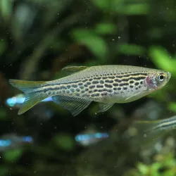 Gelbflossenbärbling - Danio Kyathit