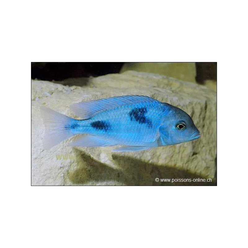 Beulenkopfmaulbrüter - Haplochromis Moorii