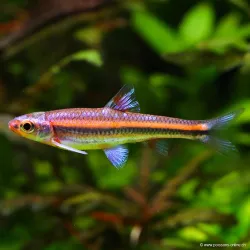 Oeil Arc-En-Ciel - Notropsis Chrosomus