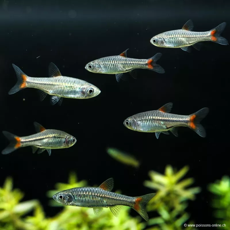 Rosso -Coda - Rasbora Borapetensis