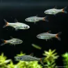 Rosso -Coda - Rasbora Borapetensis