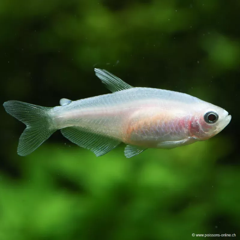 Königssalmler Albinos - Inpaichthys Kerri