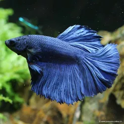 Kampffisch Mann Halfmoon Blau - Betta Splendens
