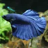 Kampffisch Mann Halfmoon Blau - Betta Splendens