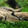 Kopfbinden Panzerwels - Corydoras Metae