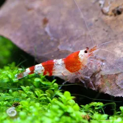 Crystalrote Bienengarnele - Caridina Cantonensis