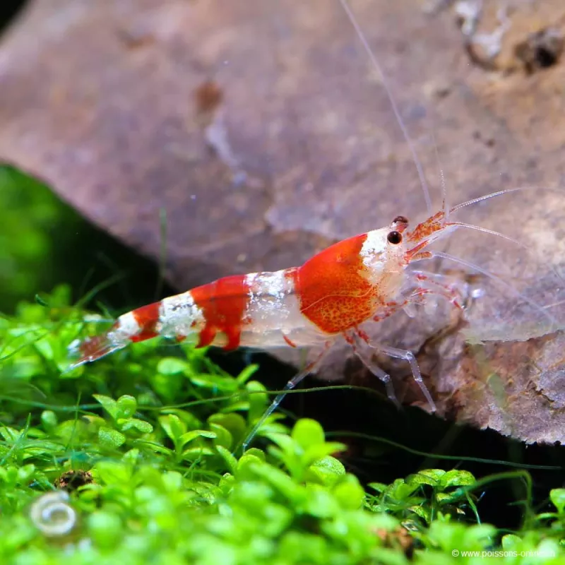 Crystalrote Bienengarnele - Caridina Cantonensis