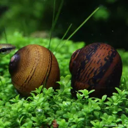 O-Ring Snail - Neritina Sp.