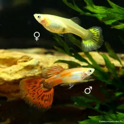 Guppy Femelle Pigeon Blood - Poecilia Reticulata