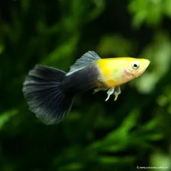 Guppy Mann Golden Head Blue Tail - Poecilia Reticulata