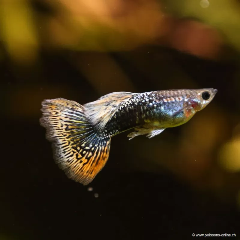 Guppy Mann Leopard - Poecilia Reticulata