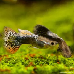 Guppy Mann Leopard - Poecilia Reticulata