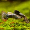 Guppy Mann Leopard - Poecilia Reticulata