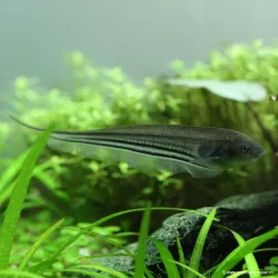 Poisson Couteau De Verre - Eigenmannia Virescens