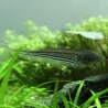 Poisson Couteau De Verre - Eigenmannia Virescens