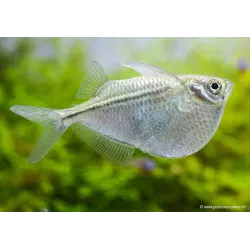 Poisson Hachette Argenté - Gasteropelecus Sternicla