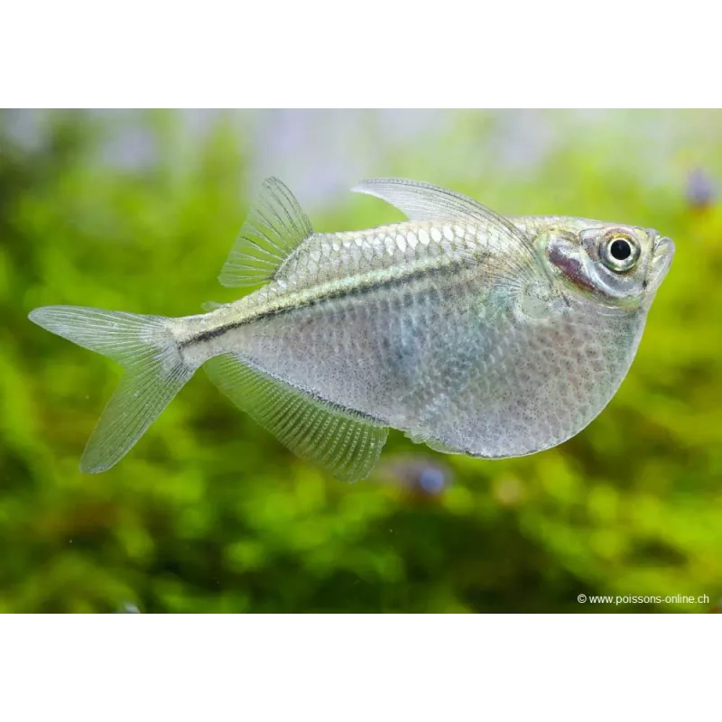 Poisson Hachette Argenté - Gasteropelecus Sternicla