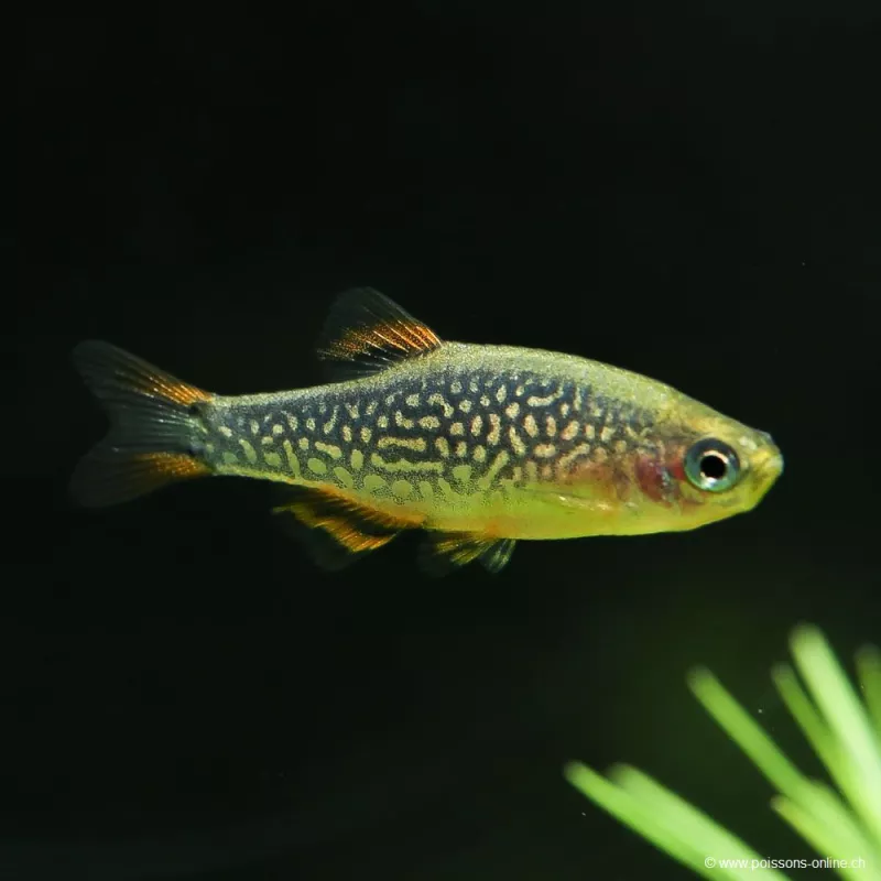 Rasbora Galaxy - Danio Margaritatus (Celestichthys)