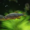 Rasbora Galaxy - Danio Margaritatus (Celestichthys)