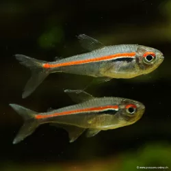 Amapa Tetra - Hyphessobrycon Amapaensis