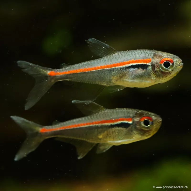 Amapa Tetra - Hyphessobrycon Amapaensis