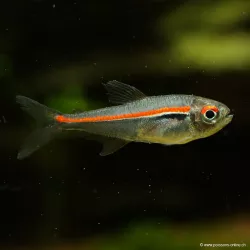 Tétra Amapa - Hyphessobrycon Amapaensis