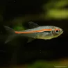 Amapa Tetra - Hyphessobrycon Amapaensis