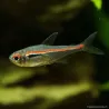 Amapa Tetra - Hyphessobrycon Amapaensis