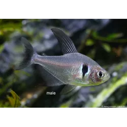 Schwarzer Phantomsalmler - Megalamphodus Megalopterus